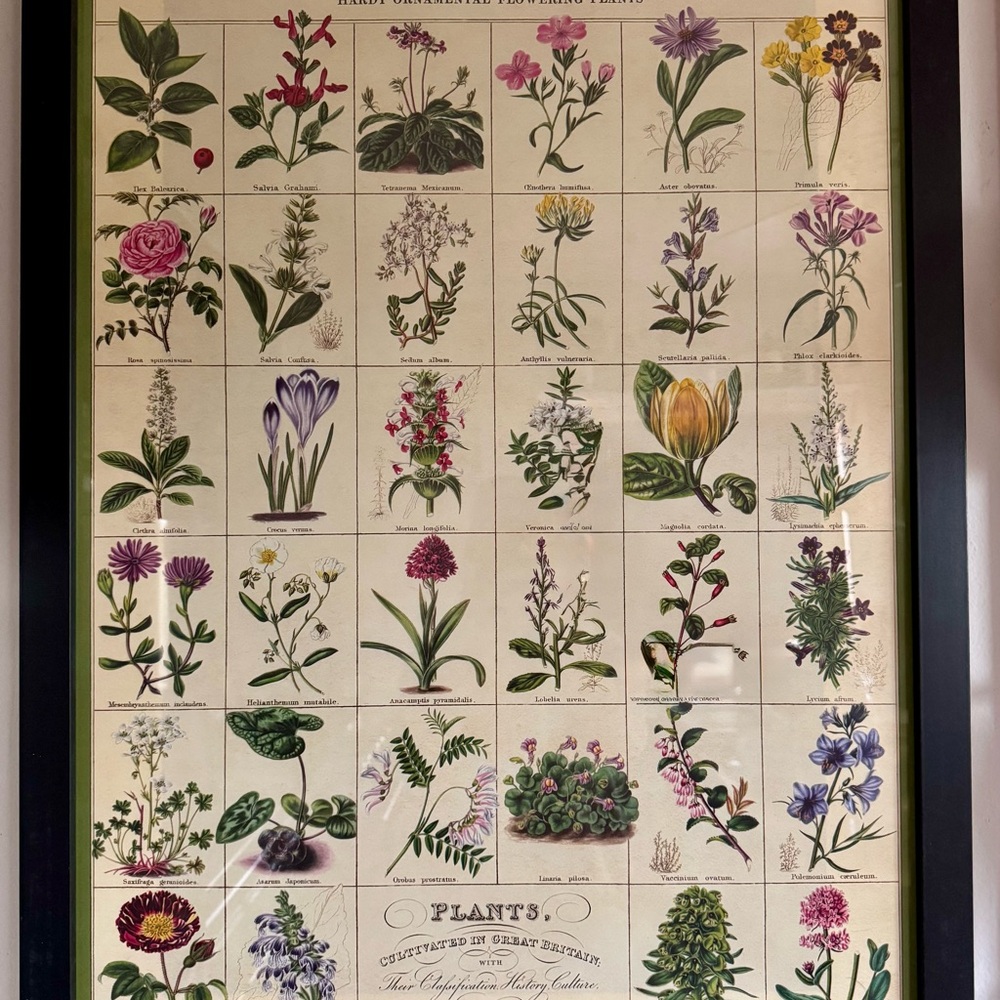 Framed Paper Source Botanical Art Poster - Multicolor